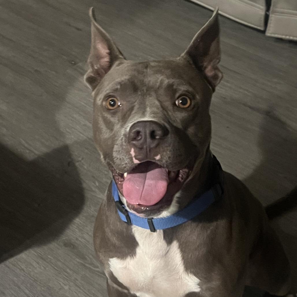 Enlarge Archer, a Adoptable mixed breed in Calimesa, CA image 6/6