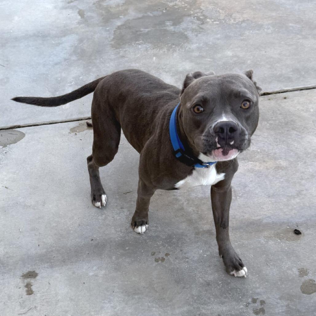 Enlarge Archer, a Adoptable Pit Bull Terrier in Calimesa, CA image 3/3