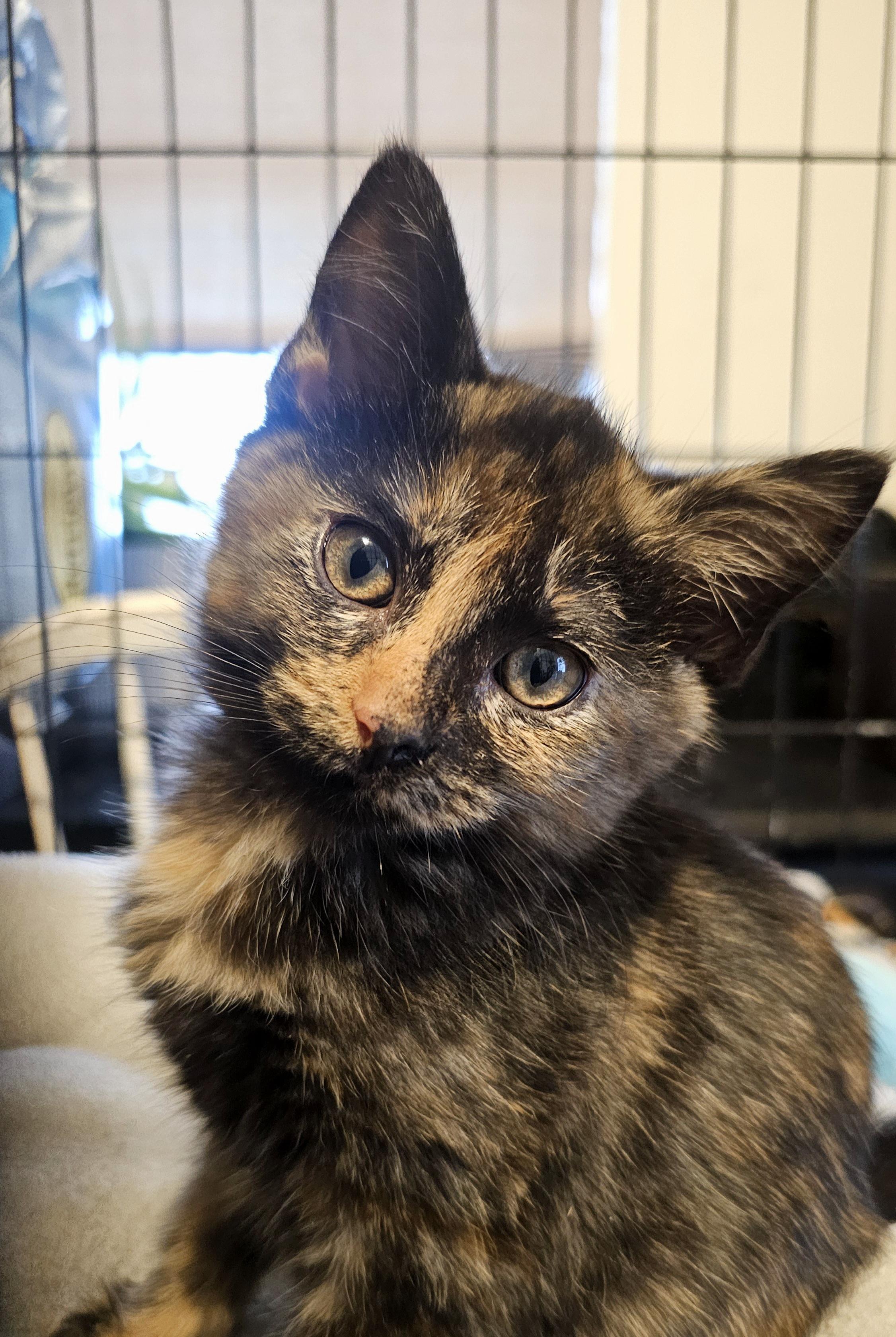 Enlarge Dumpling, an adopted Domestic Short Hair in Tabor City, NC image 1/5