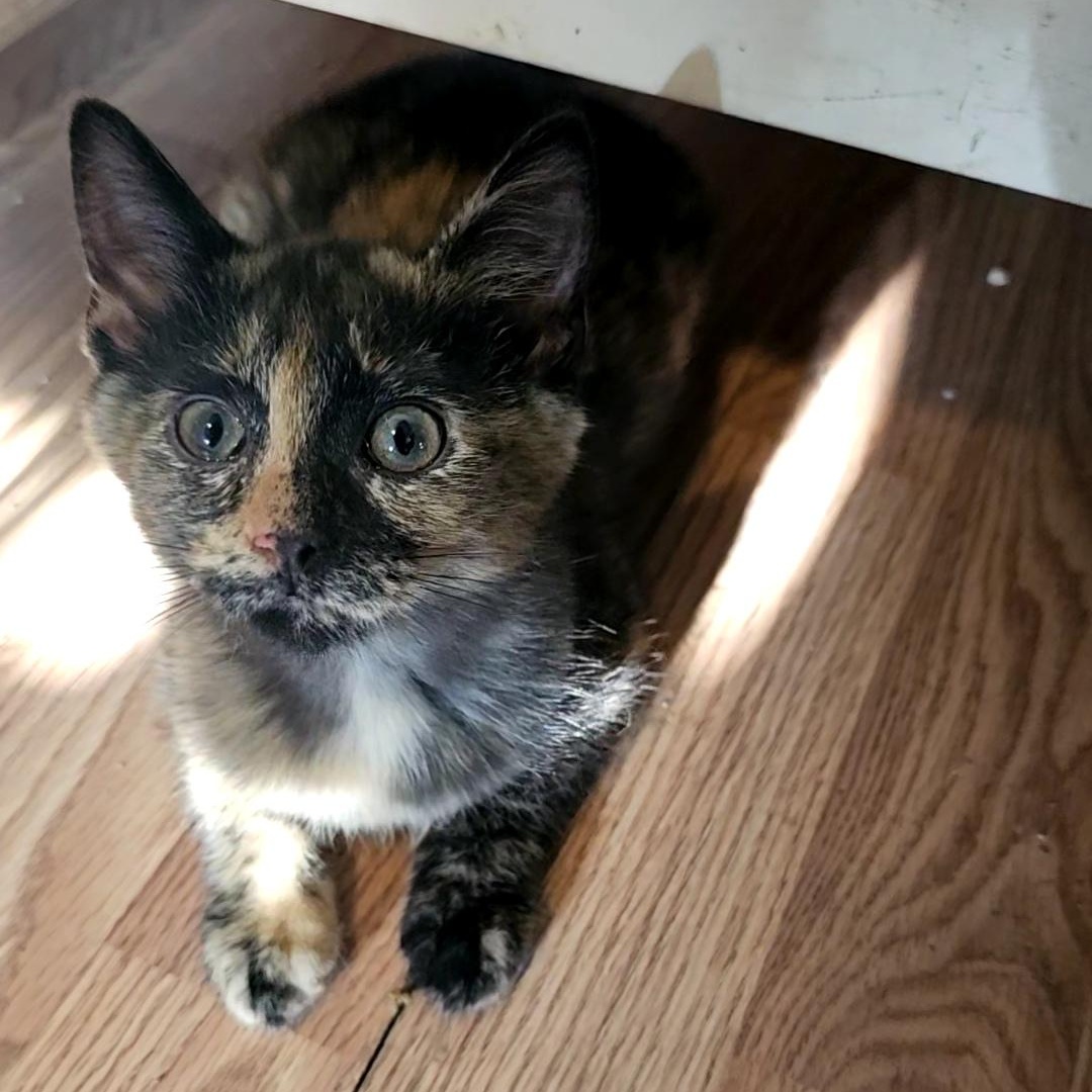 Enlarge Dumpling, an adopted Domestic Short Hair in Tabor City, NC image 2/5