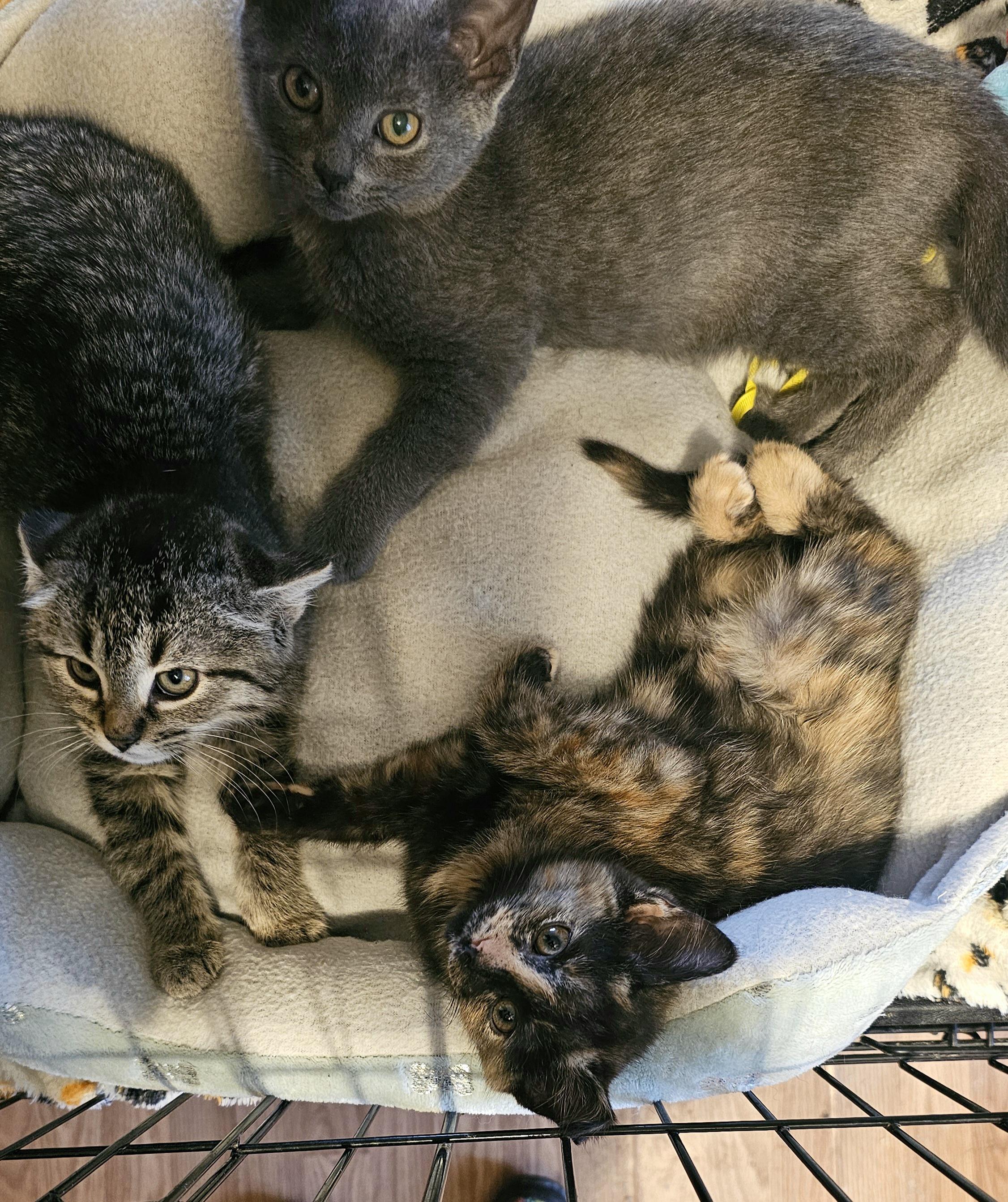 Enlarge Dumpling, an adopted Domestic Short Hair in Tabor City, NC image 4/5