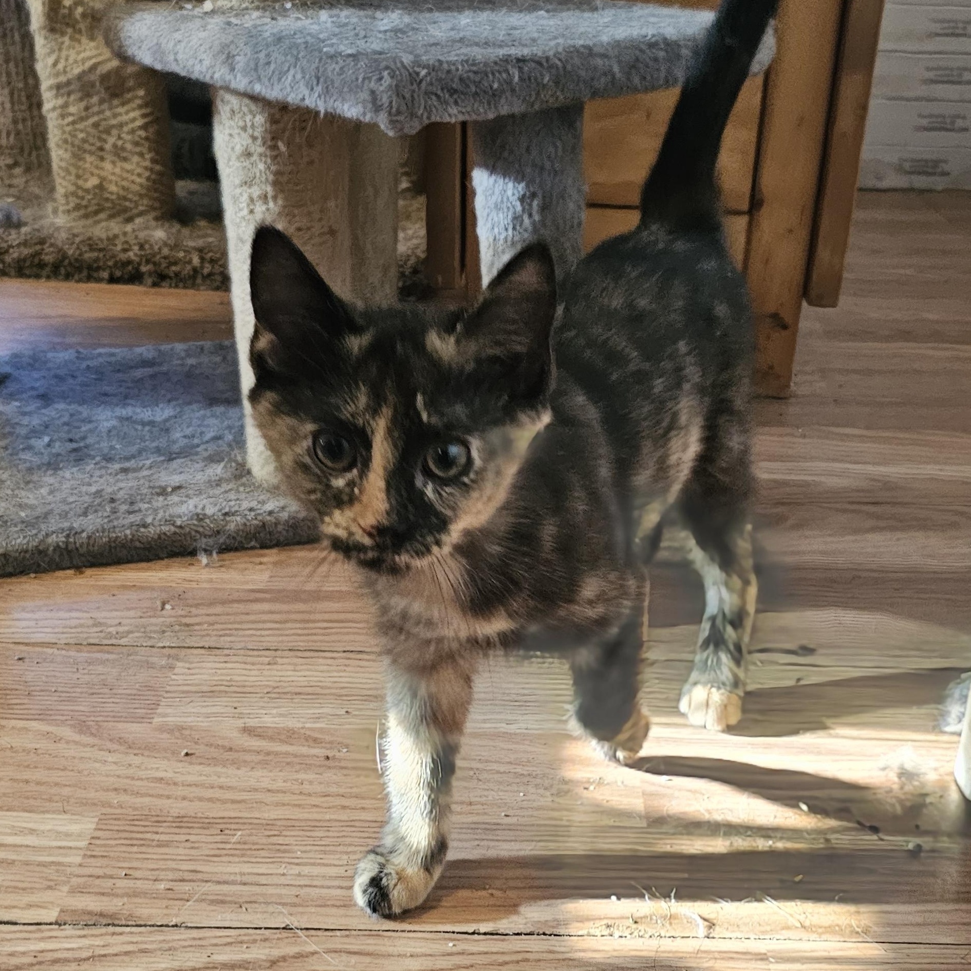 Enlarge Dumpling, an adopted Domestic Short Hair in Tabor City, NC image 3/5