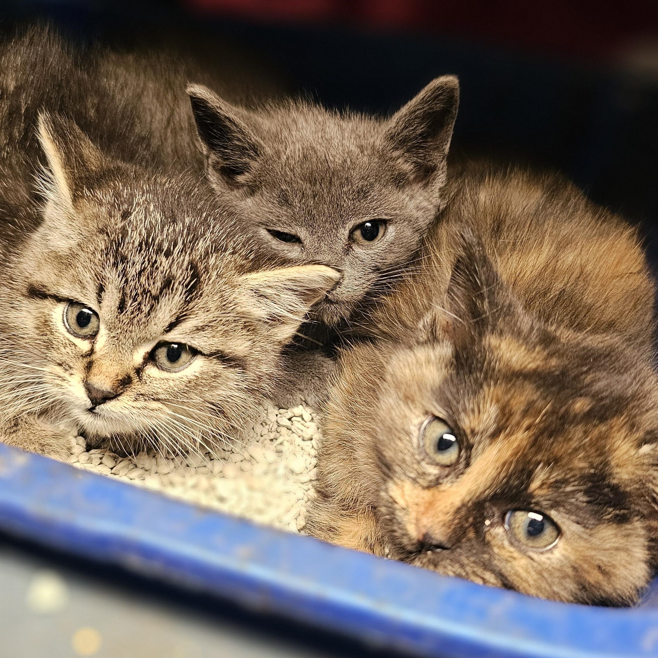 Enlarge Dumpling, an adopted Domestic Short Hair in Tabor City, NC image 5/5