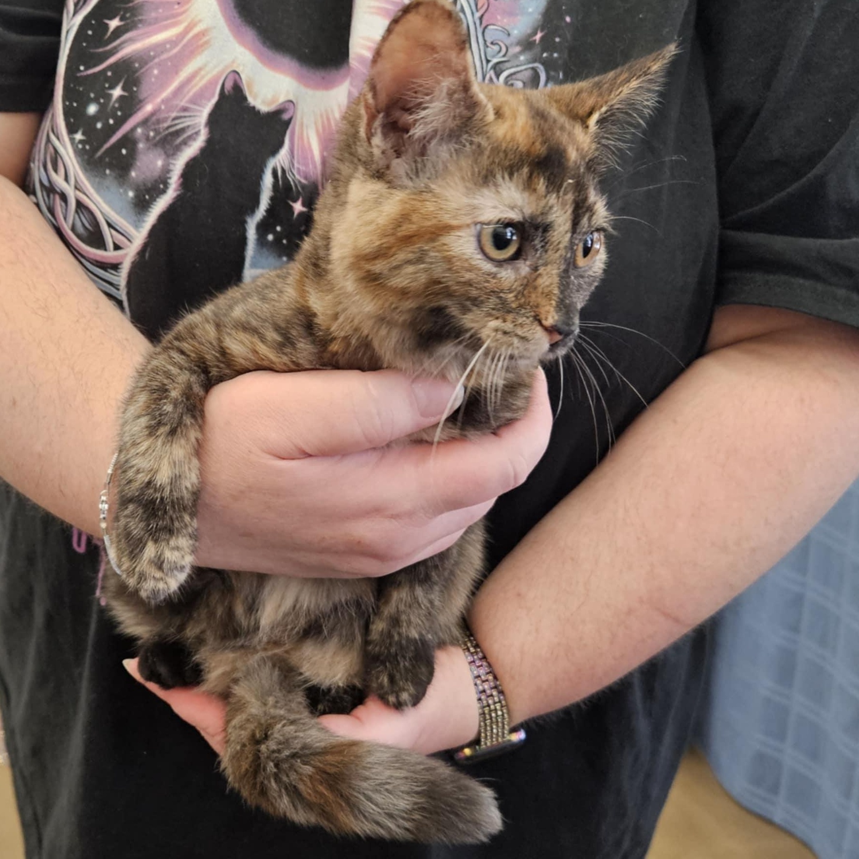 Millie, a Adoptable Tortoiseshell in Fairborn, OH image 2/5