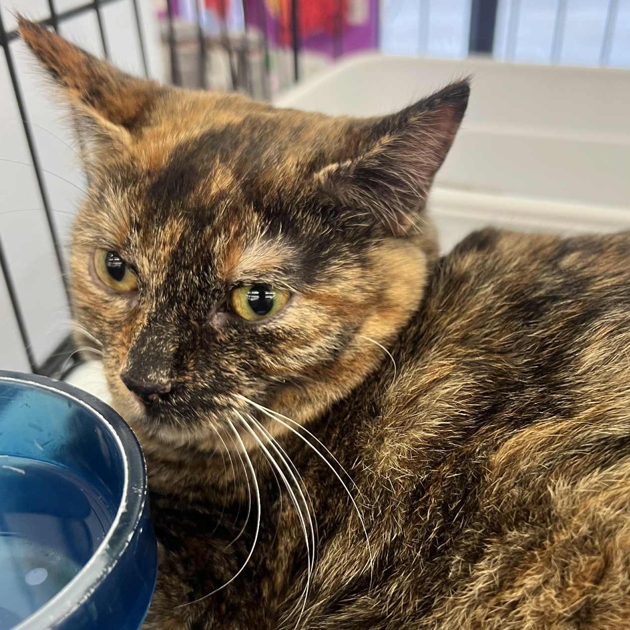 Millie — thumbnail 2