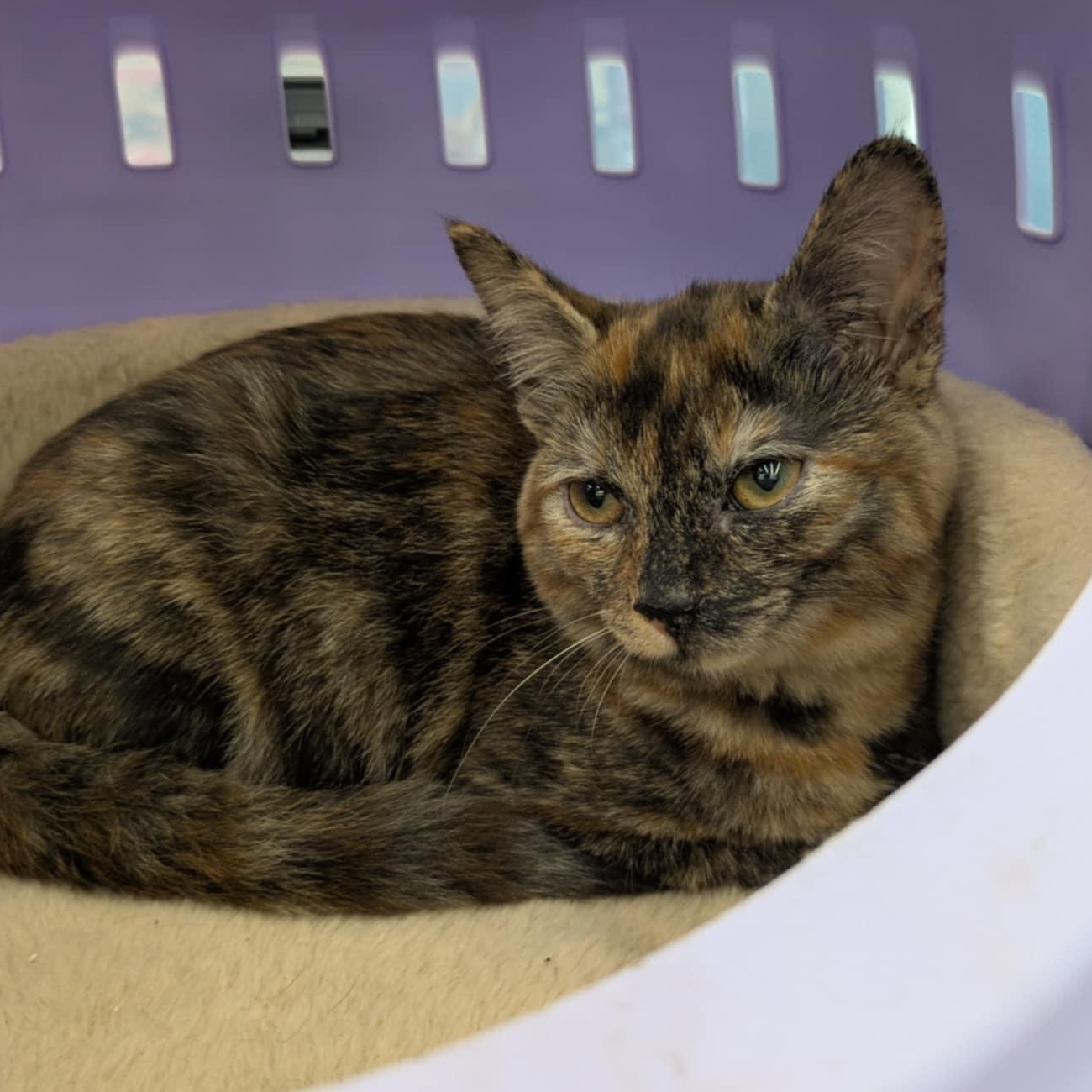 Millie, a Adoptable Tortoiseshell in Fairborn, OH image 1/5