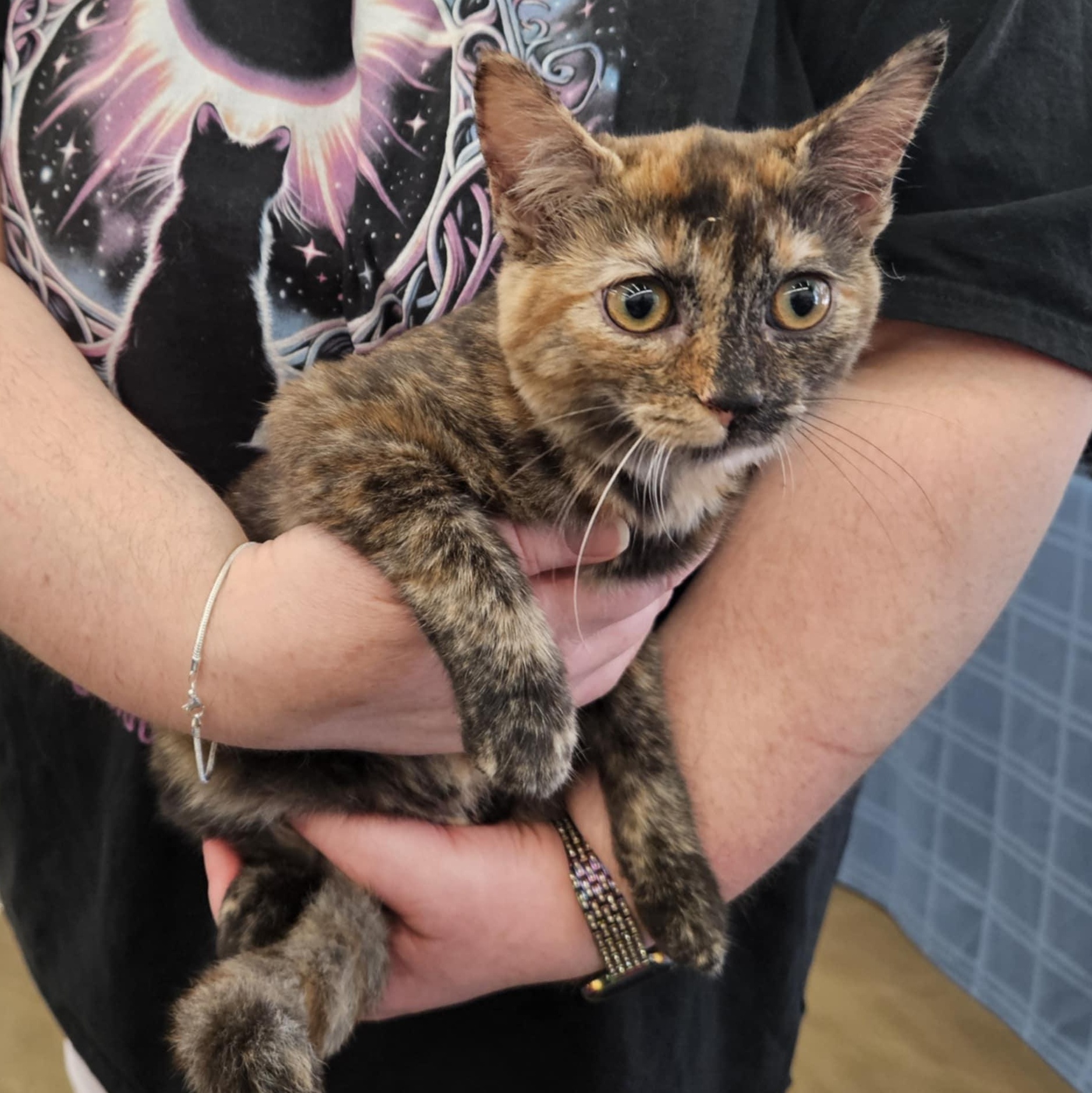 Millie, Adoptable, Kitten Female Tortoiseshell.
