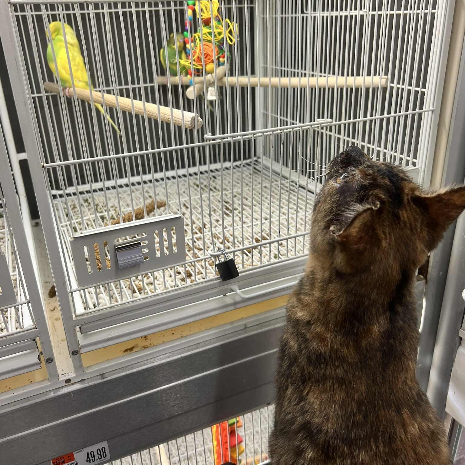 Millie — thumbnail 4