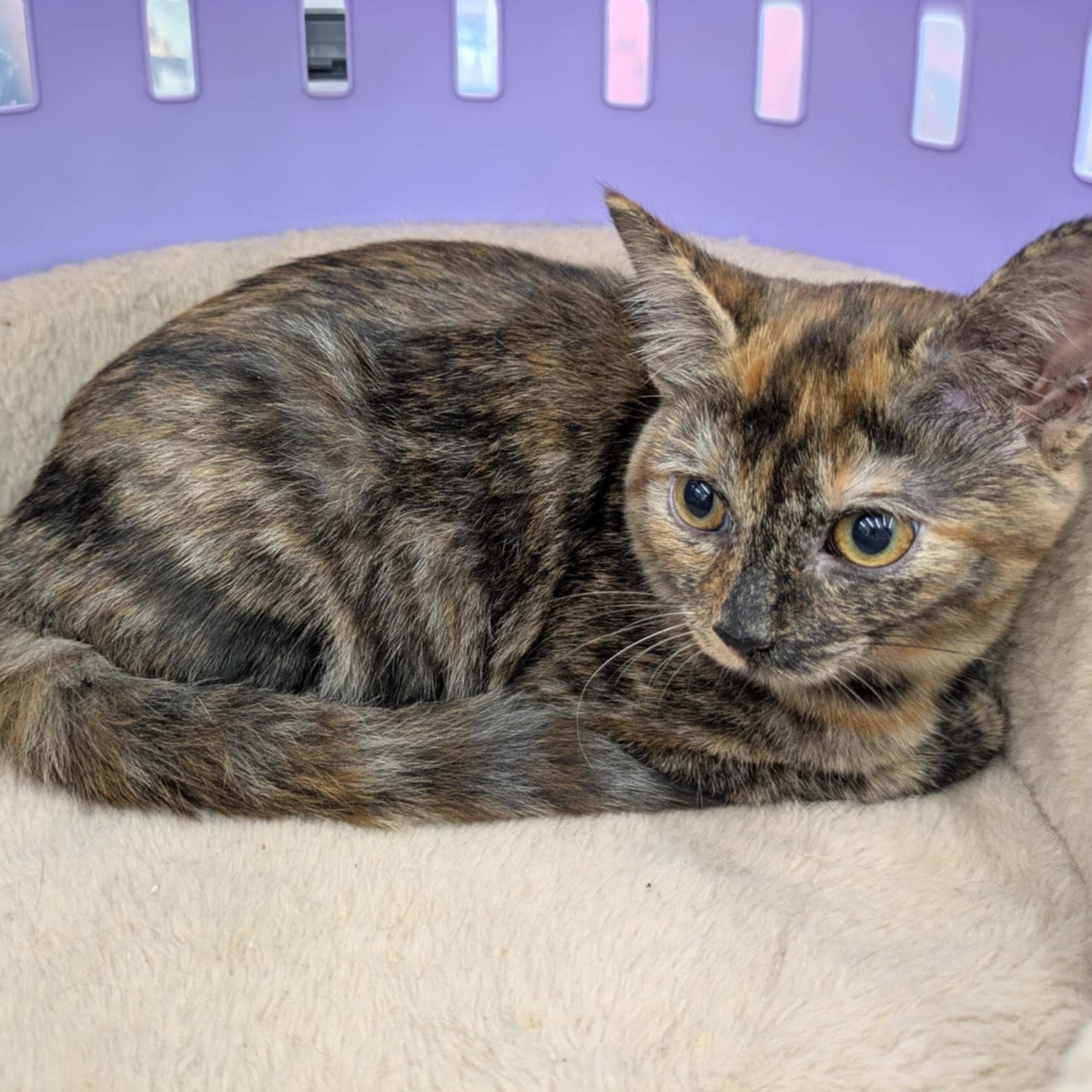 Millie, a Adoptable Tortoiseshell in Fairborn, OH image 4/5