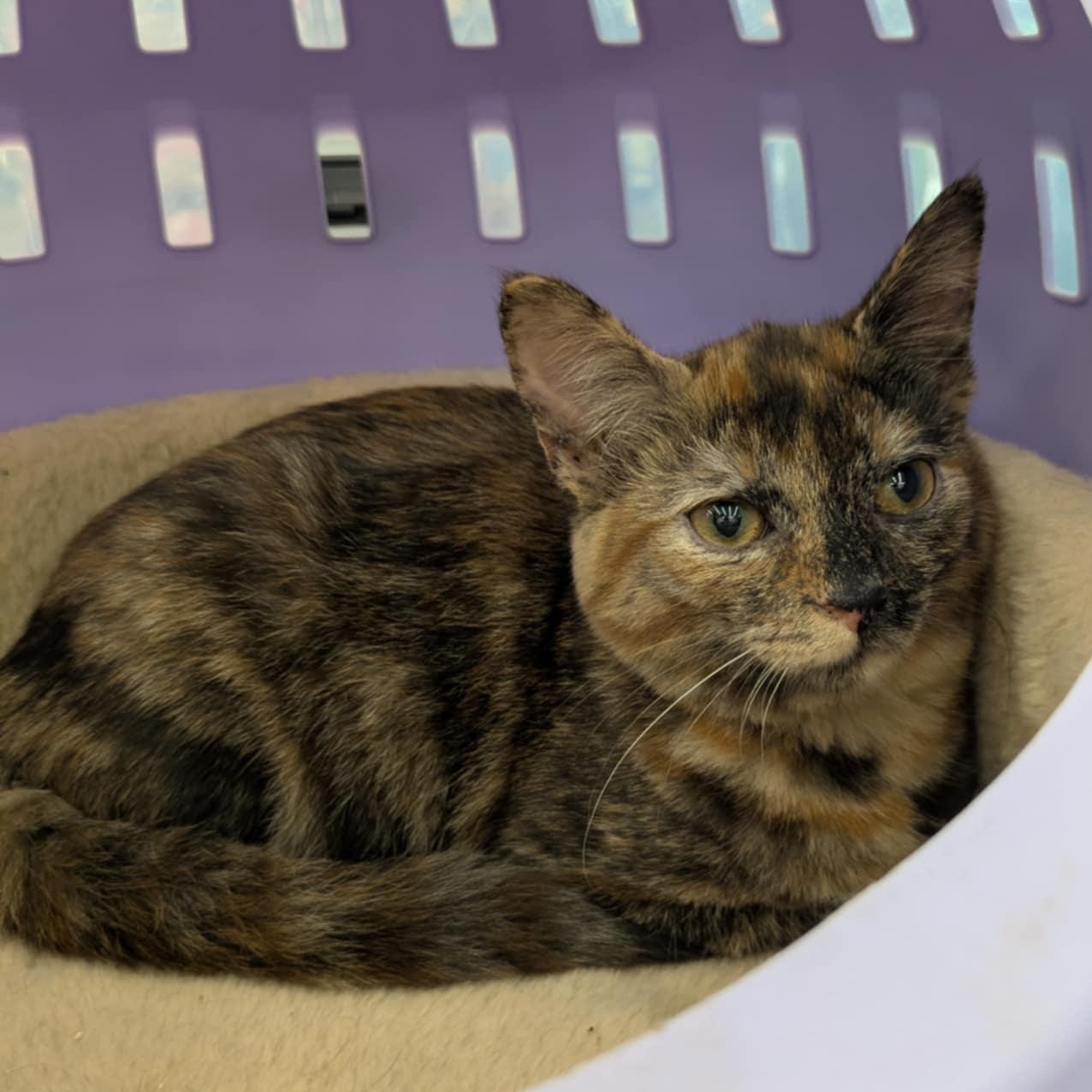 Millie, a Adoptable Tortoiseshell in Fairborn, OH image 3/5