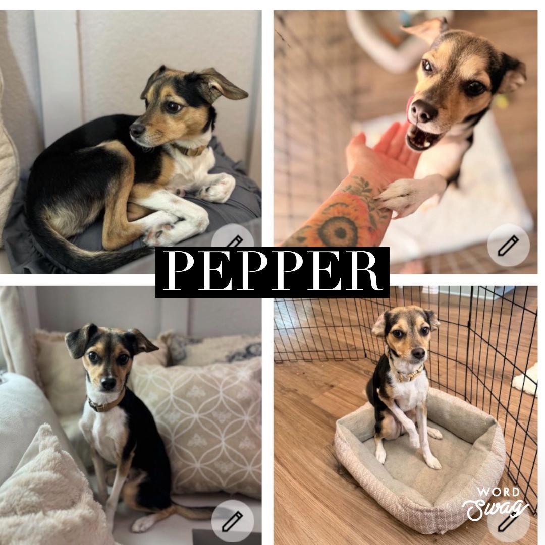 Enlarge Pepper, a ADOPTABLE mixed breed in canyon lake, TX image 1/1