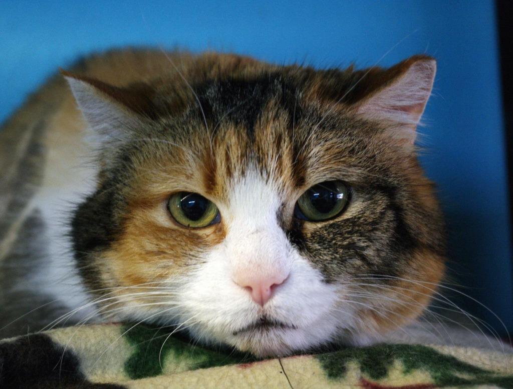 Betty, Adoptable, Senior Female Domestic Short Hair.