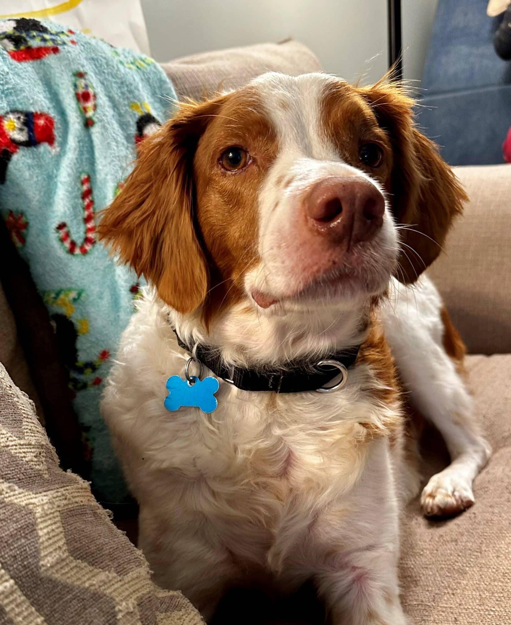 Enlarge Murphy - 20042308-GA, an adopted Brittany Spaniel in Atlanta, GA image 1/4