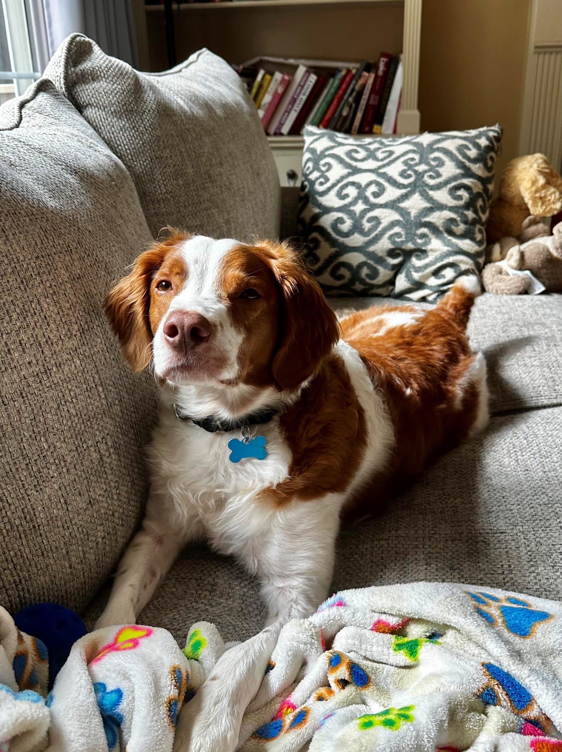 Enlarge Murphy - 20042308-GA, an adopted Brittany Spaniel in Atlanta, GA image 2/4