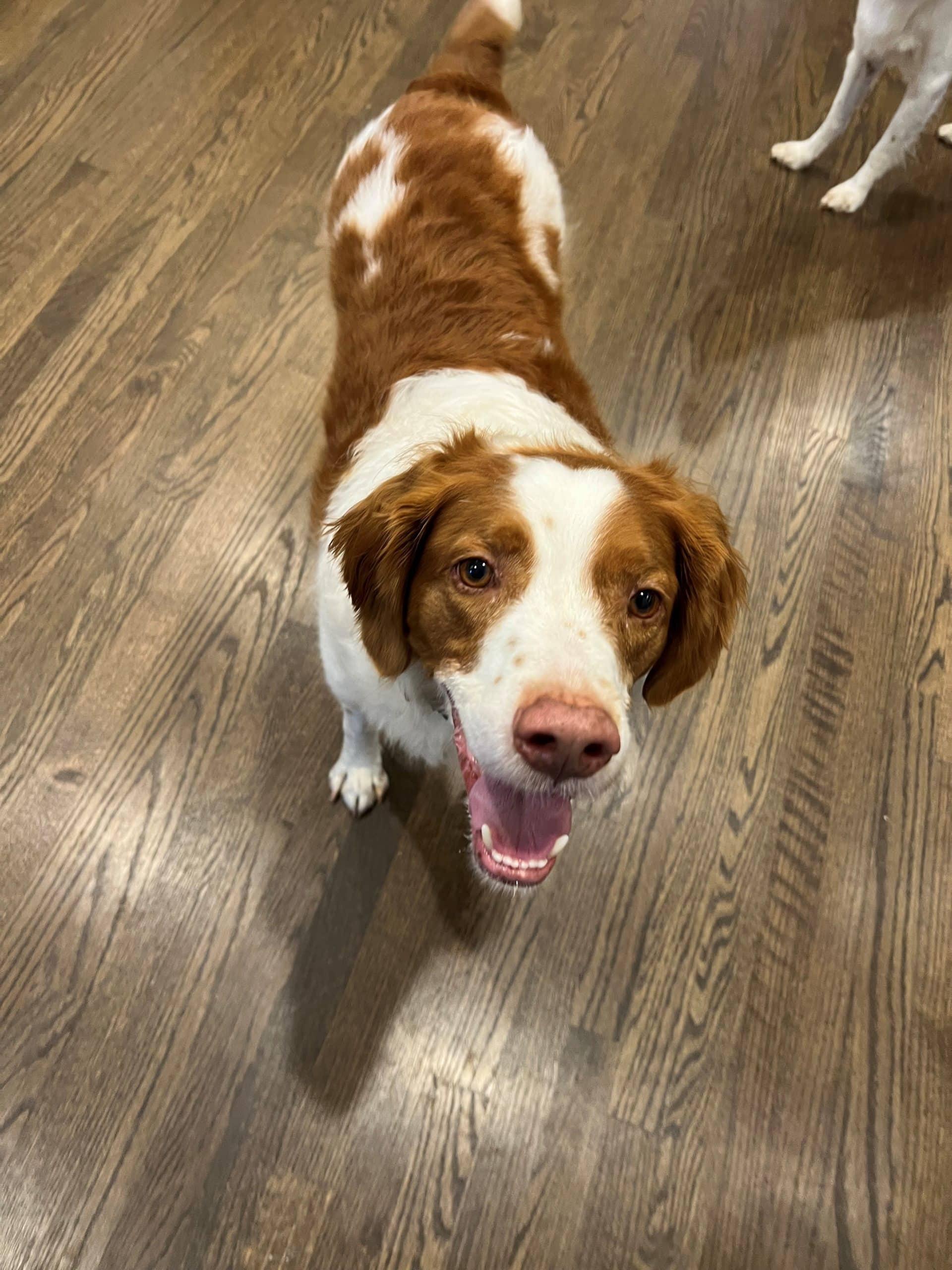 Enlarge Murphy - 20042308-GA, an adopted Brittany Spaniel in Atlanta, GA image 3/4