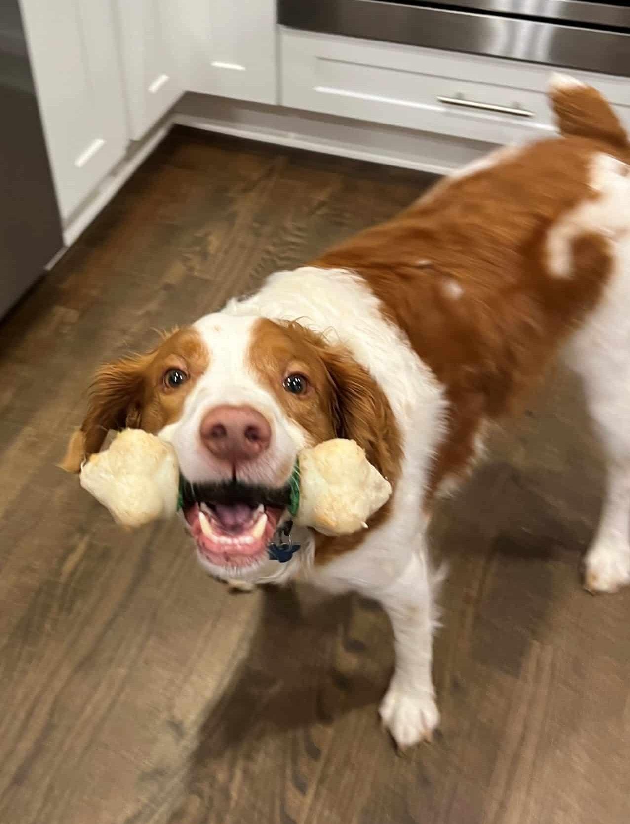 Enlarge Murphy - 20042308-GA, an adopted Brittany Spaniel in Atlanta, GA image 4/4