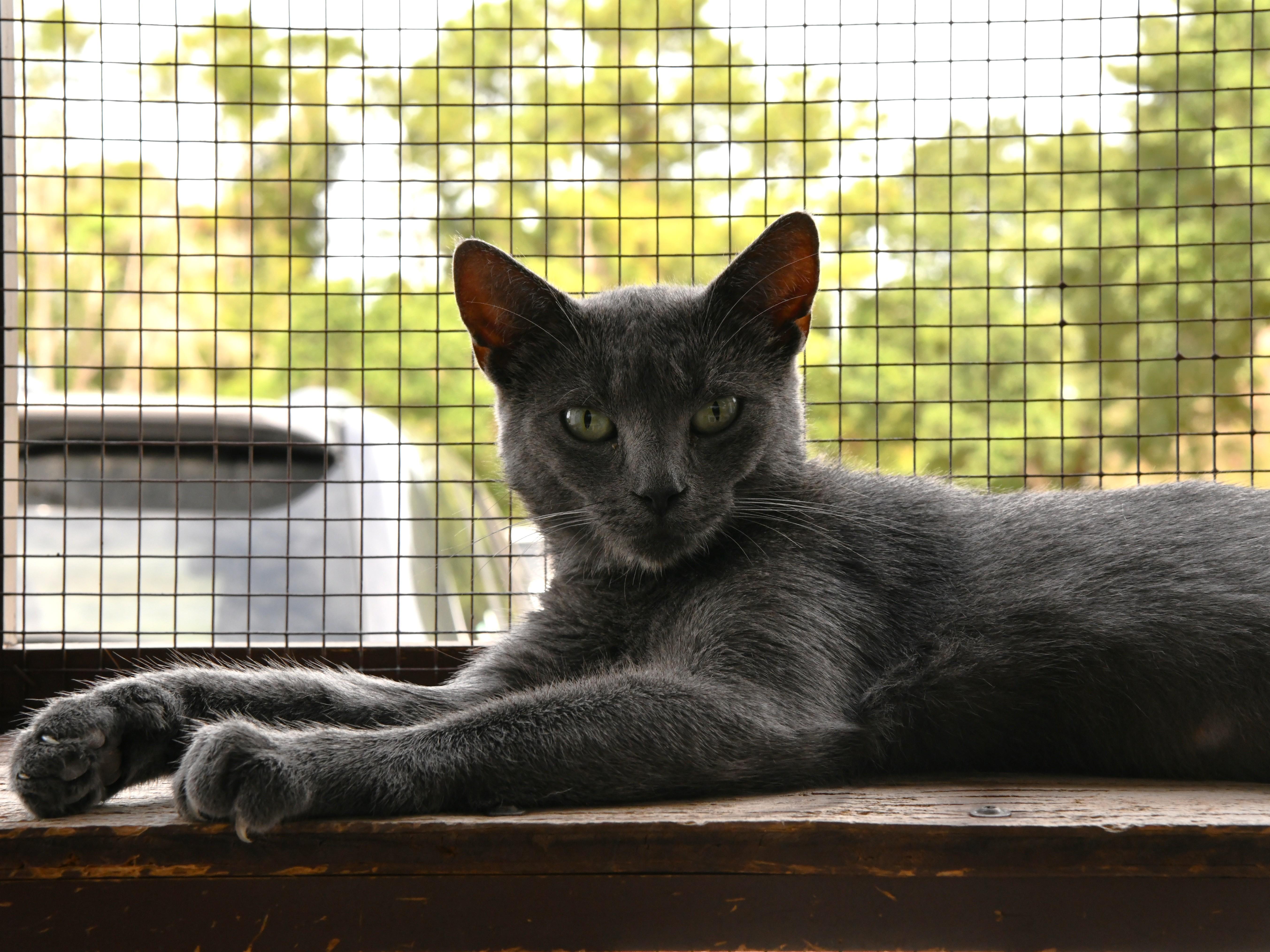 April O'Neil, ADOPTABLE, Adult Female Domestic Short Hair.