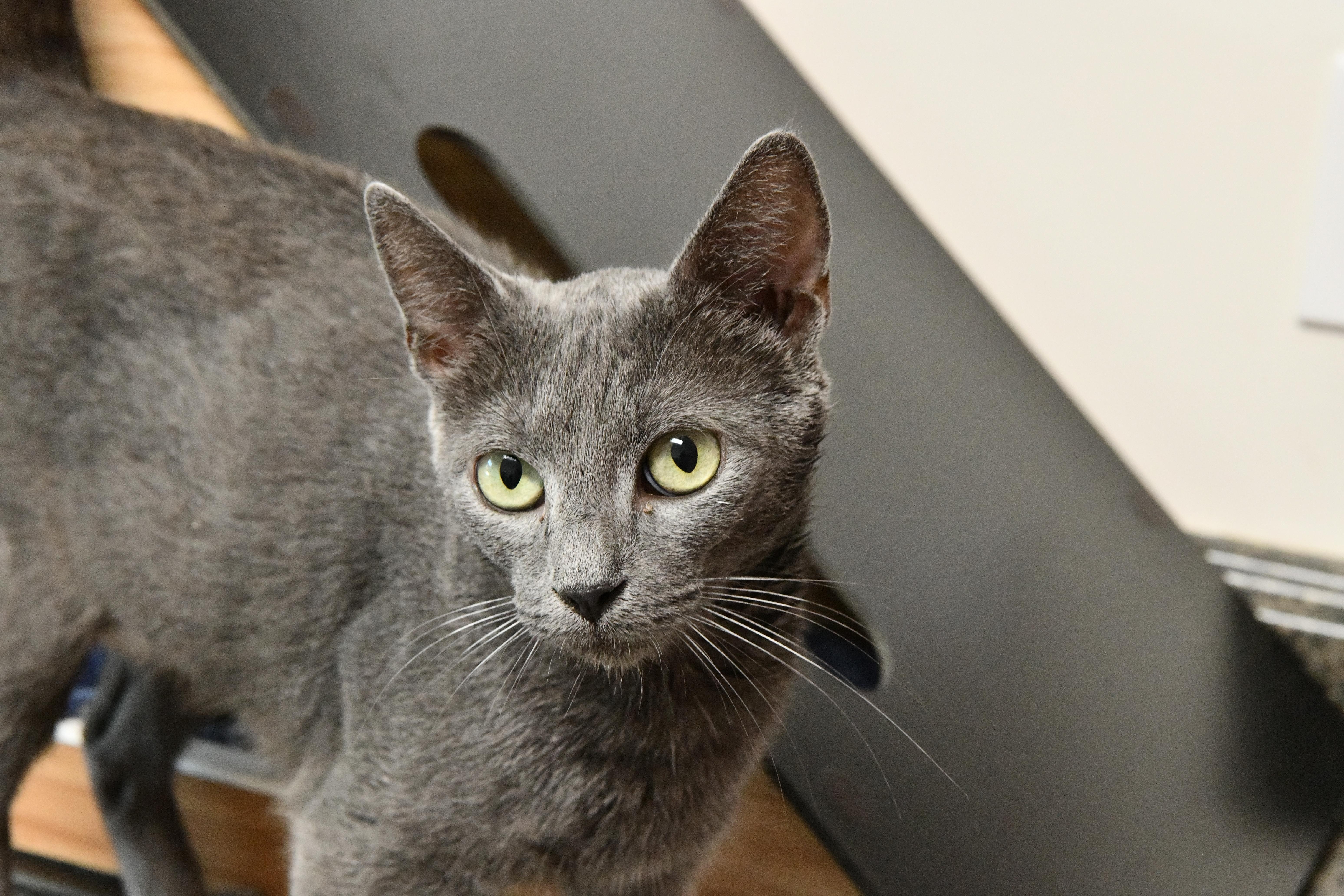 Enlarge April O'Neil, a ADOPTABLE Domestic Short Hair in Fairhope, AL image 1/1