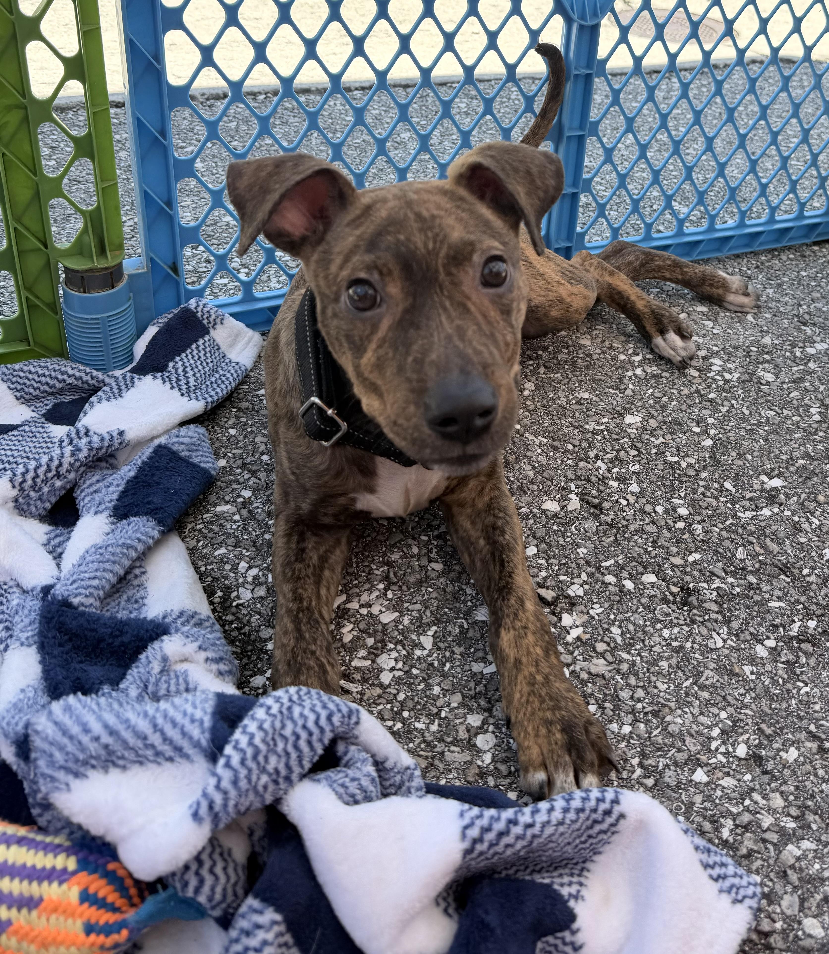 Enlarge King, a ADOPTABLE mixed breed in Palm springs, FL image 1/3