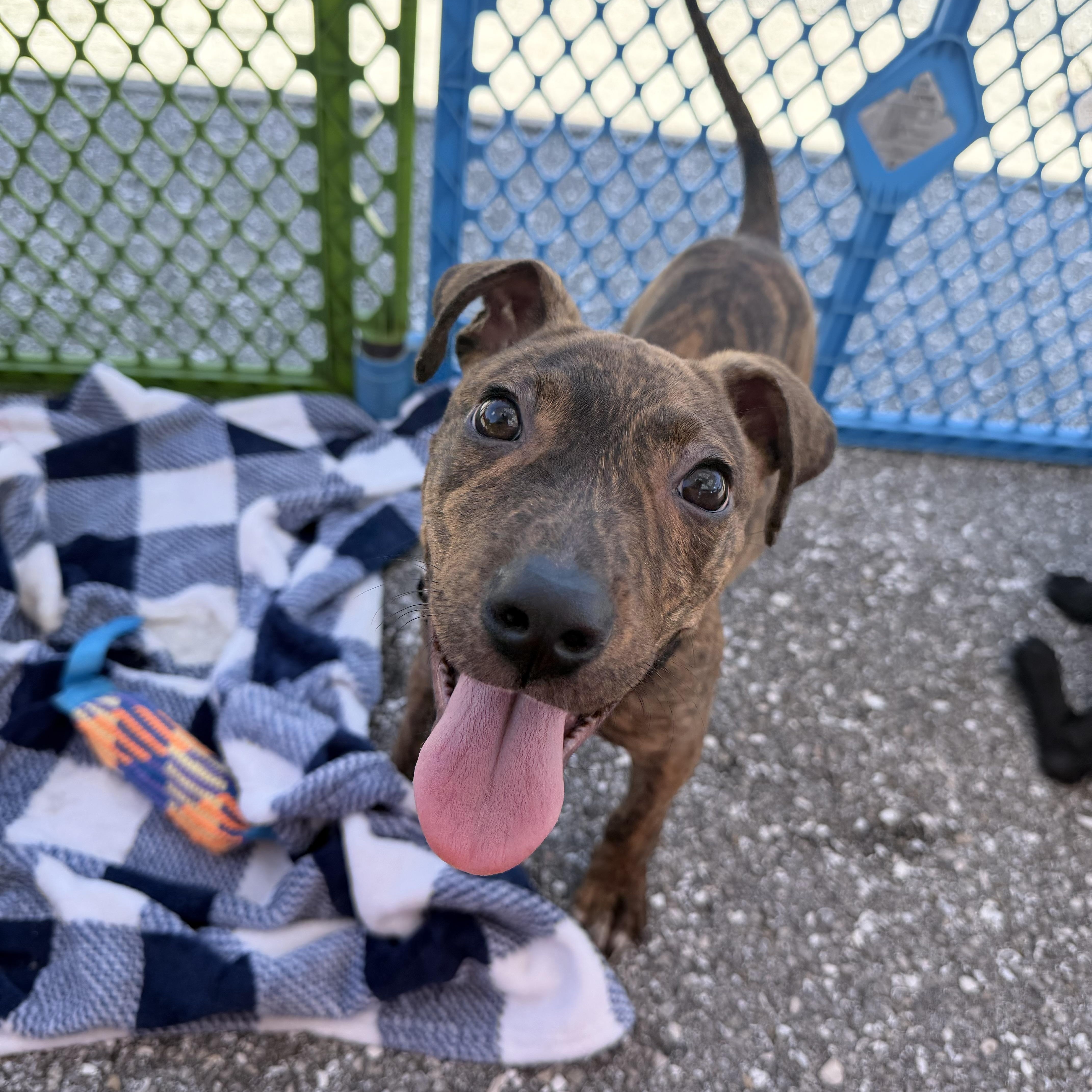 Enlarge King, a ADOPTABLE mixed breed in Palm springs, FL image 2/3