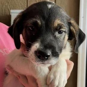 Bonnie *available off-site 10/10, Adoptable, Puppy Female Collie & Shepherd.