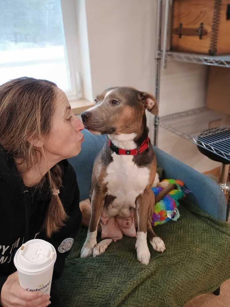 Sally (FOSTERED LOCALLY), Adoptable, Adult Female Husky & Pit Bull Terrier.