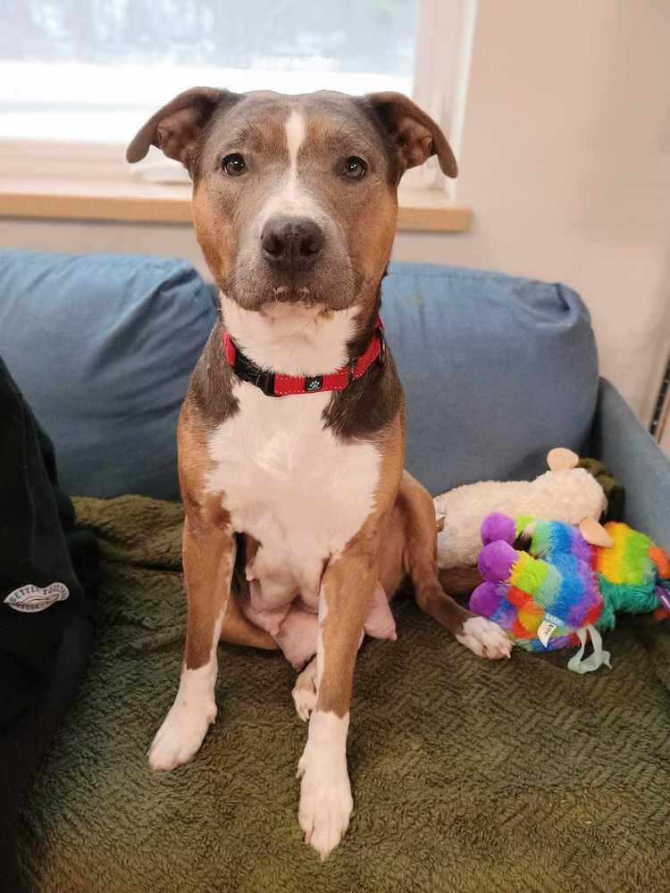 Enlarge Sally (FOSTERED LOCALLY), a Adoptable mixed breed in Leverett, MA image 2/6