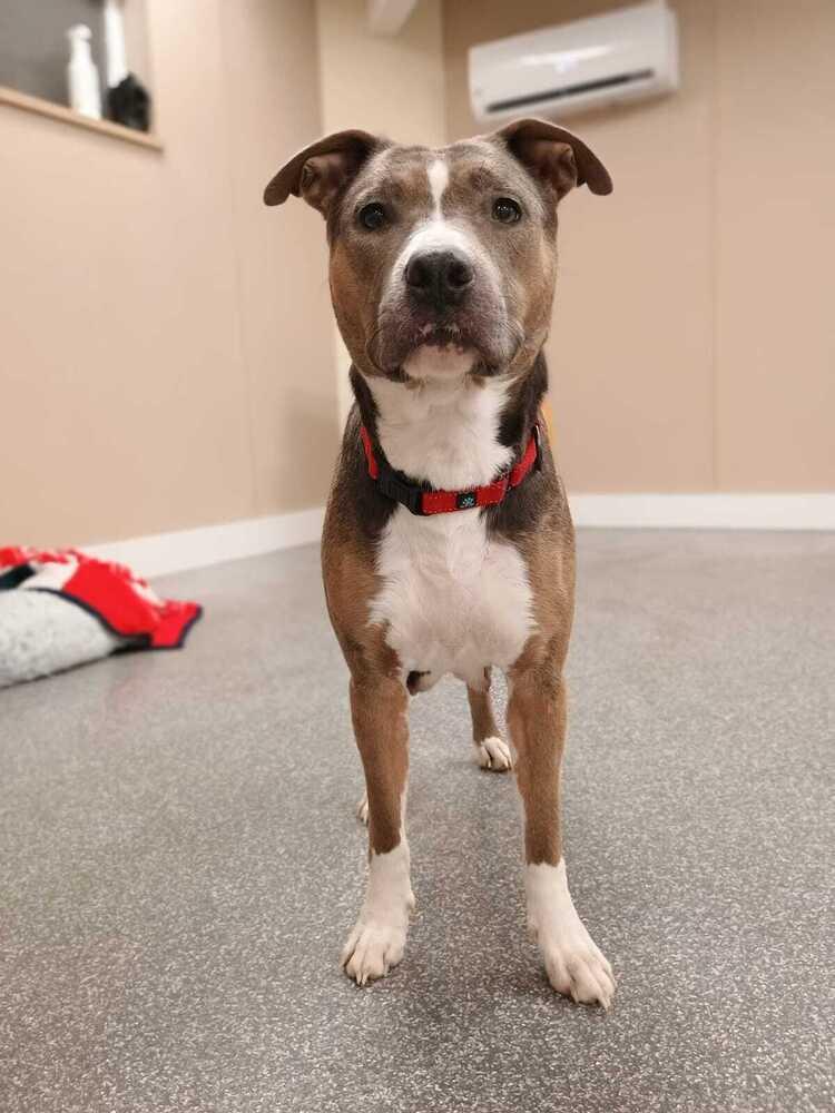 Enlarge Sally (FOSTERED LOCALLY), a Adoptable mixed breed in Leverett, MA image 3/6