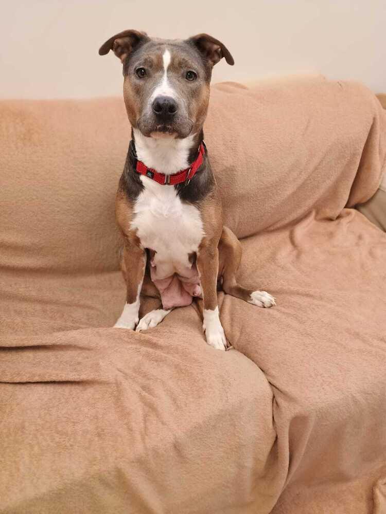 Enlarge Sally (FOSTERED LOCALLY), a Adoptable mixed breed in Leverett, MA image 4/6