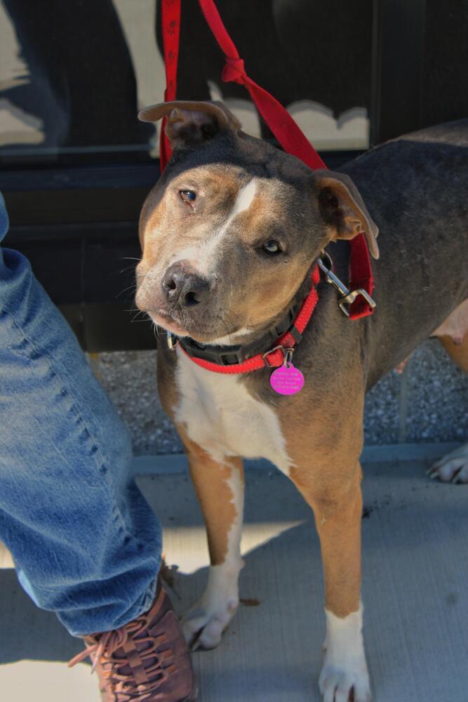 Enlarge Sally (FOSTERED LOCALLY), a Adoptable mixed breed in Leverett, MA image 5/6