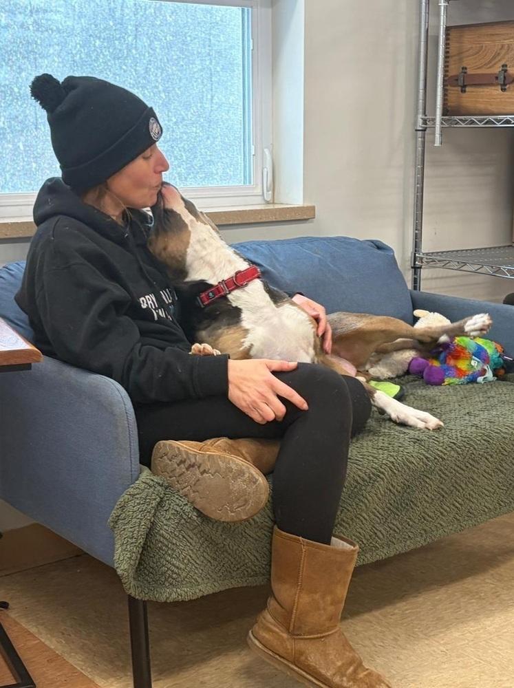 Enlarge Sally (FOSTERED LOCALLY), a Adoptable mixed breed in Leverett, MA image 6/6