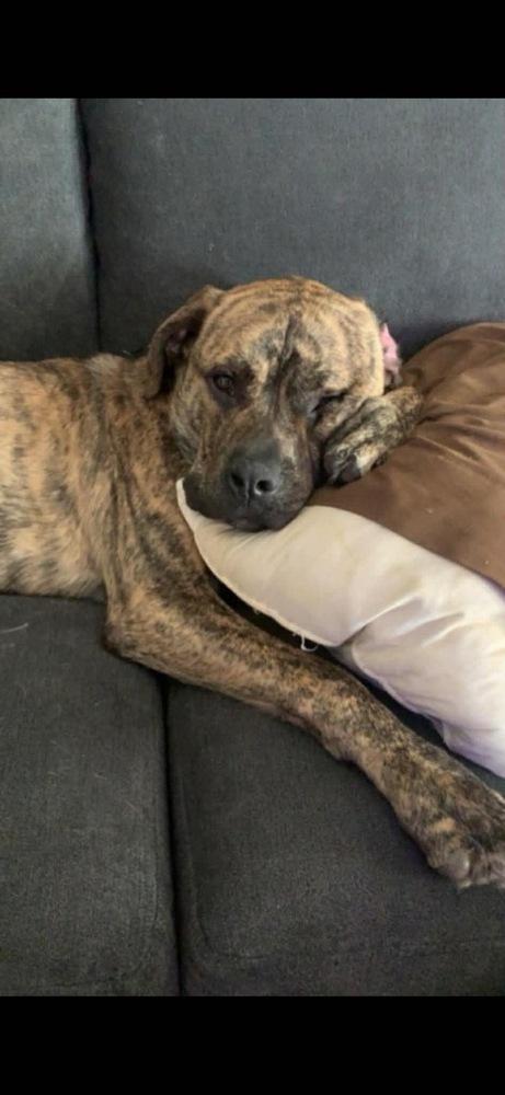 Enlarge Murphy aka WC Babe Pup-Berte, a Adoptable mixed breed in Warrenton, MO image 1/4