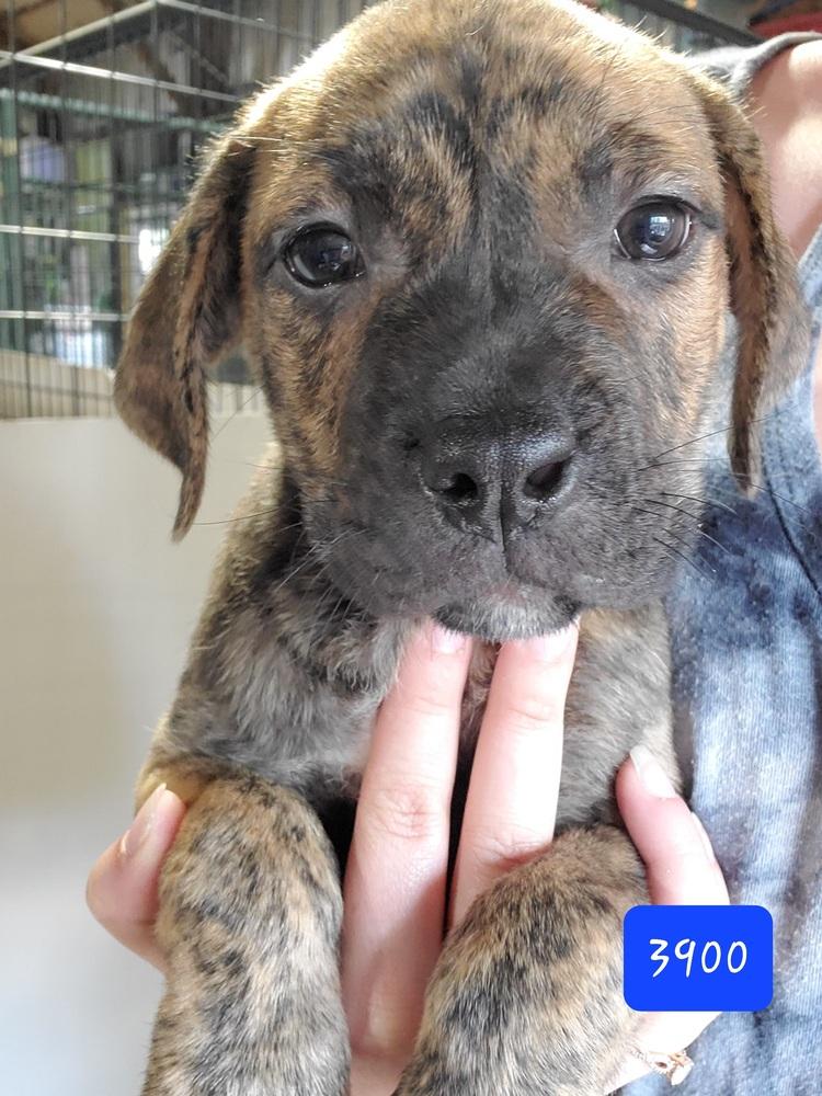 Enlarge Murphy aka WC Babe Pup-Berte, a Adoptable mixed breed in Warrenton, MO image 2/4