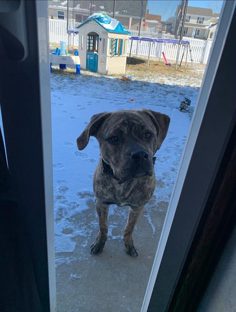 Enlarge Murphy aka WC Babe Pup-Berte, a Adoptable mixed breed in Warrenton, MO image 3/4