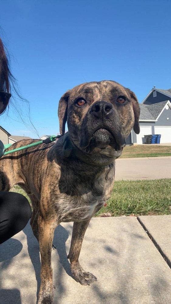 Enlarge Murphy aka WC Babe Pup-Berte, a Adoptable mixed breed in Warrenton, MO image 4/4