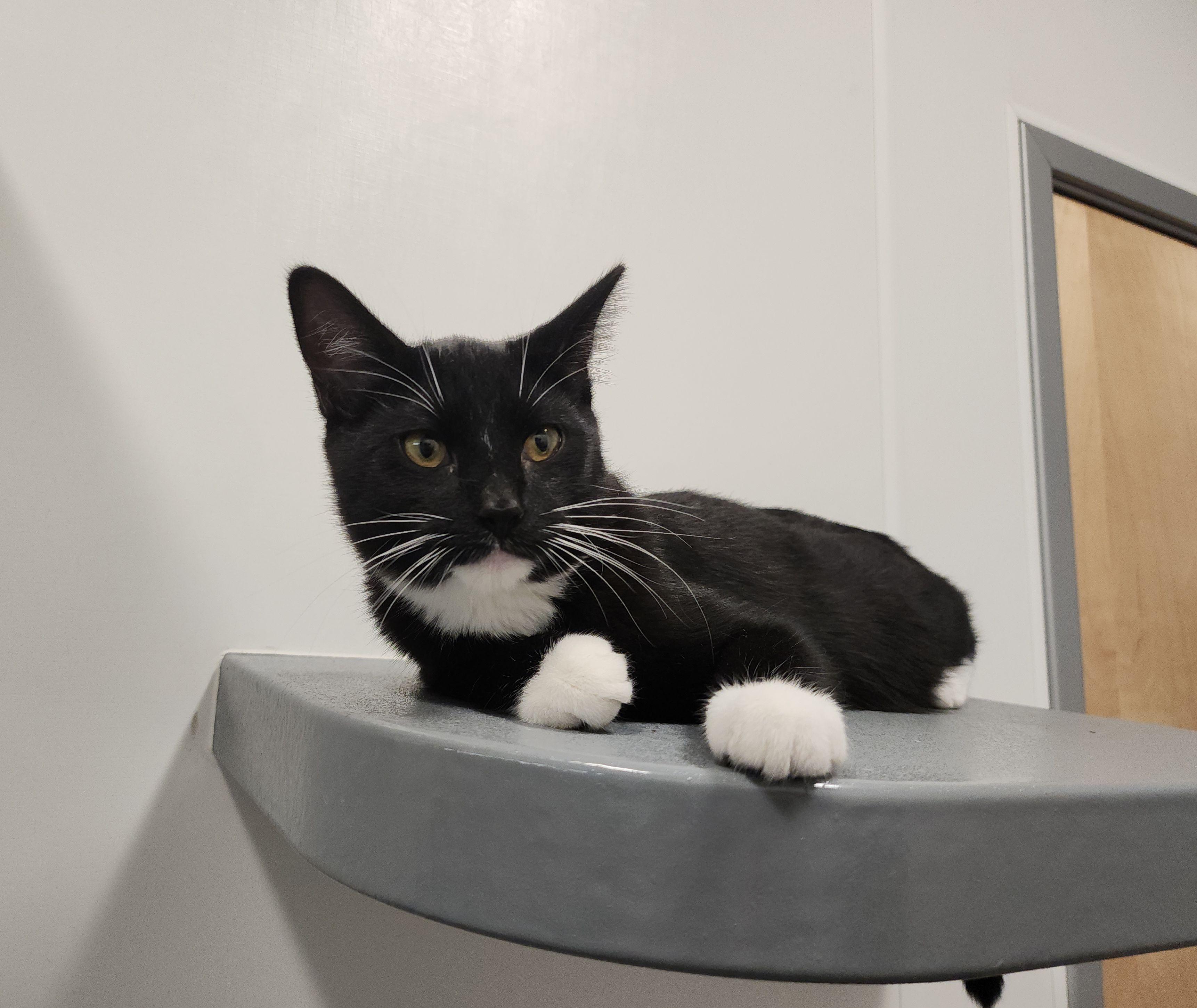 Ninja, Adoptable, Kitten Male Tuxedo & Domestic Short Hair.