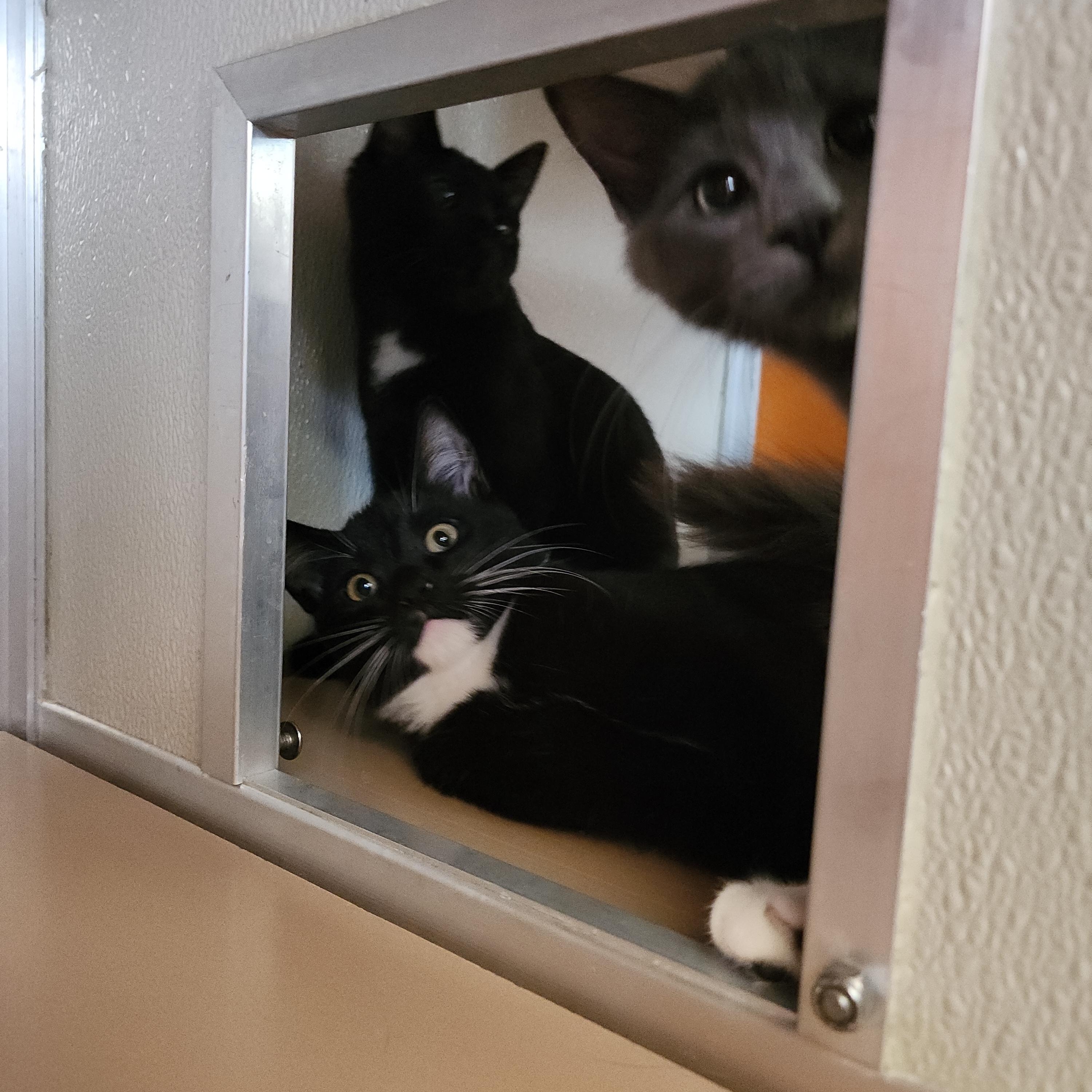 Enlarge Ninja, a Adoptable mixed breed in Midvale, UT image 3/5