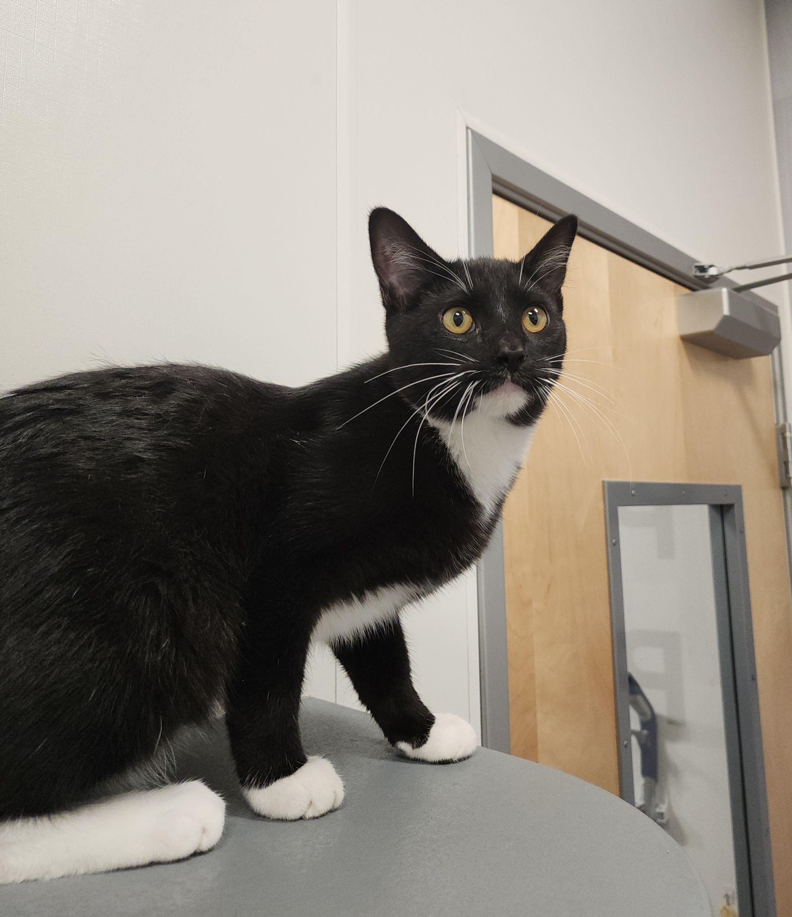 Enlarge Ninja, a Adoptable mixed breed in Midvale, UT image 5/5