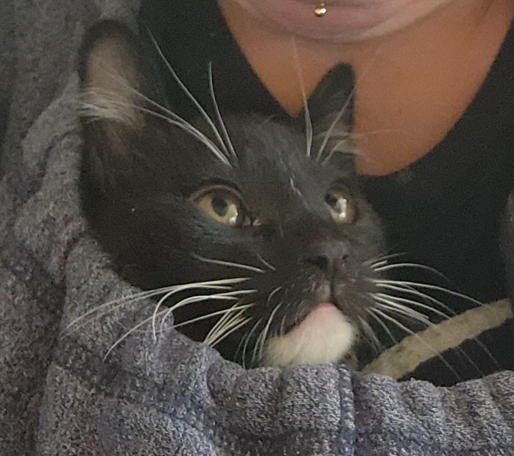 Enlarge Ninja, a Adoptable mixed breed in Midvale, UT image 2/5