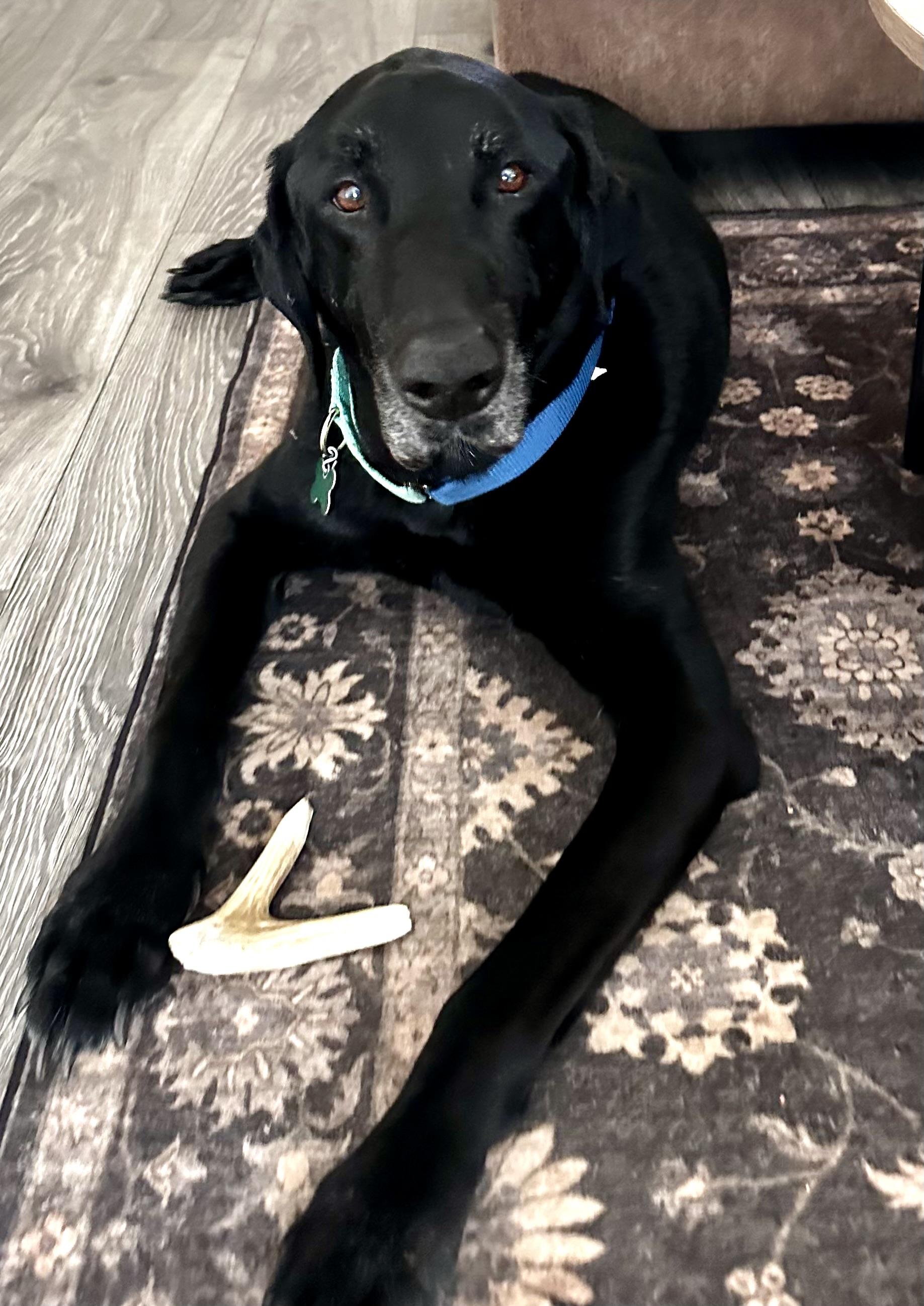 Enlarge Chaz, a ADOPTABLE mixed breed in Warren, NJ image 5/6