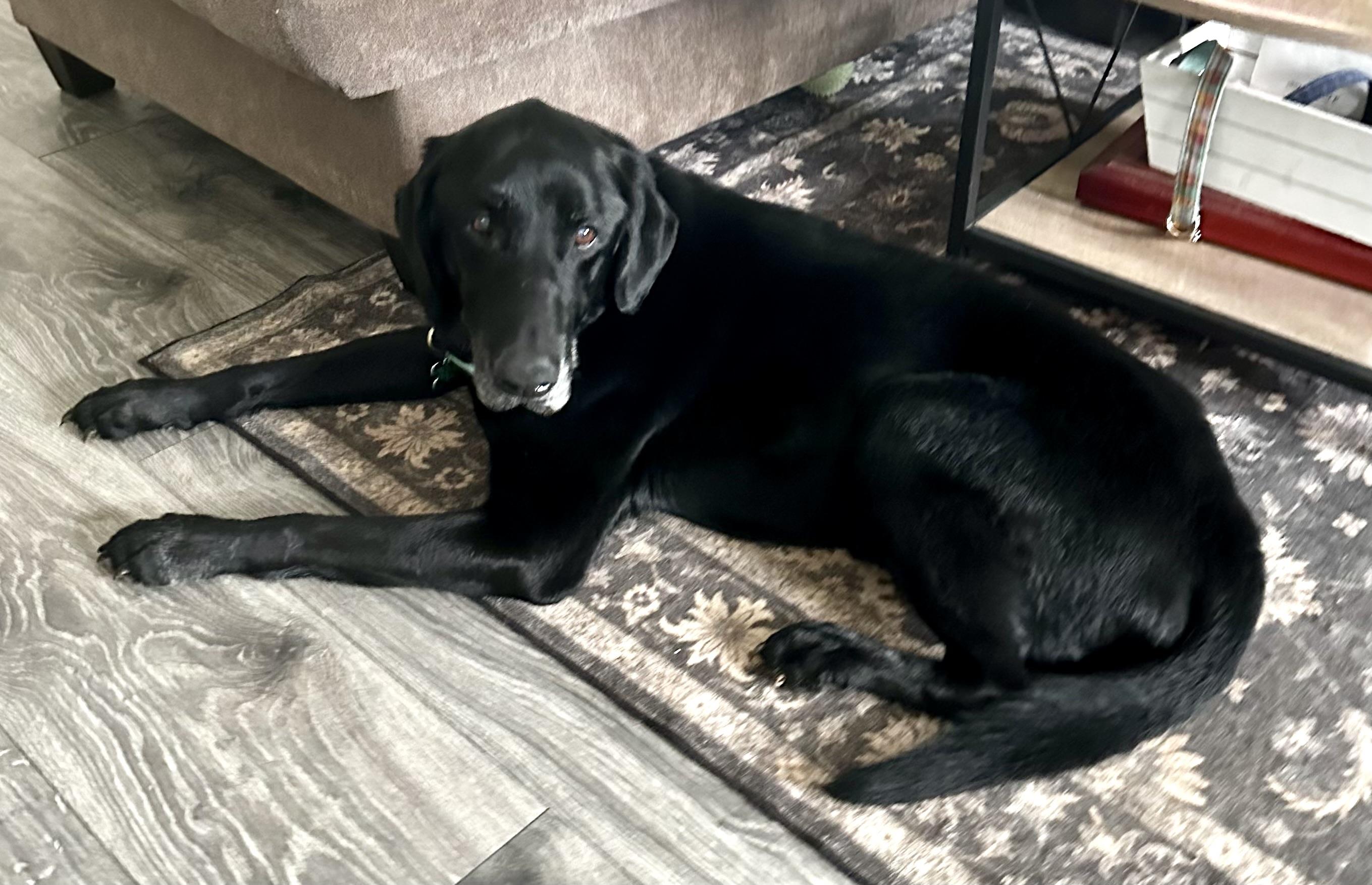 Enlarge Chaz, a ADOPTABLE mixed breed in Warren, NJ image 3/6