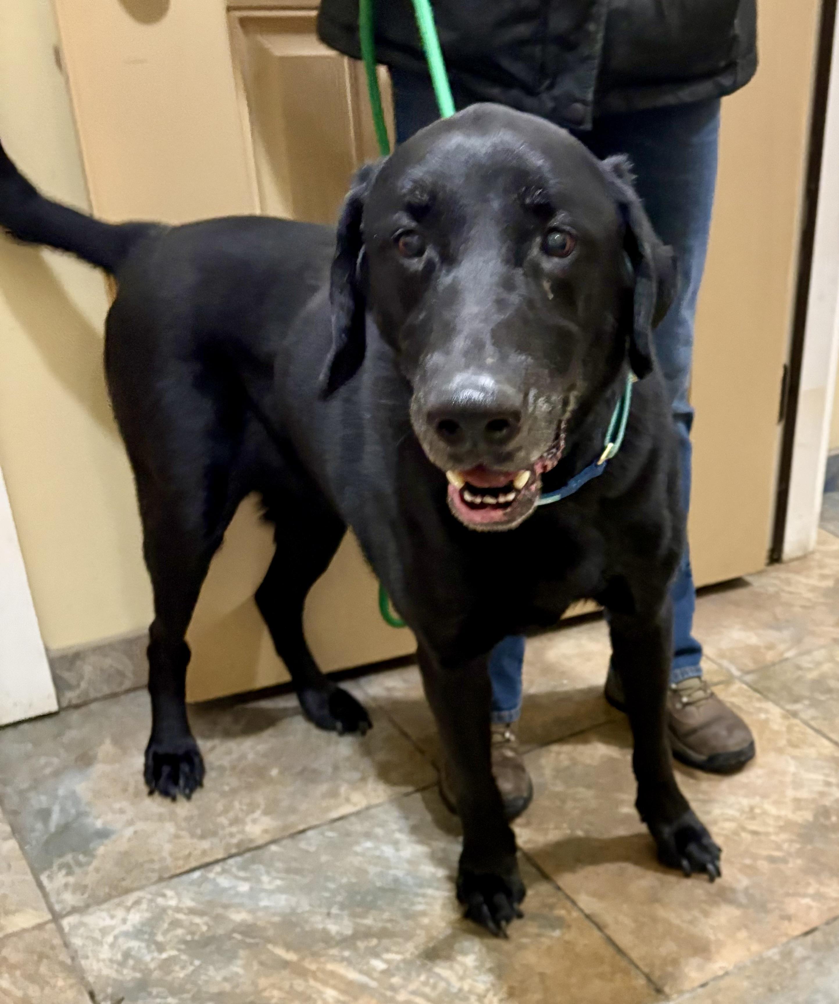 Chaz, ADOPTABLE, Adult Male Black Labrador Retriever.