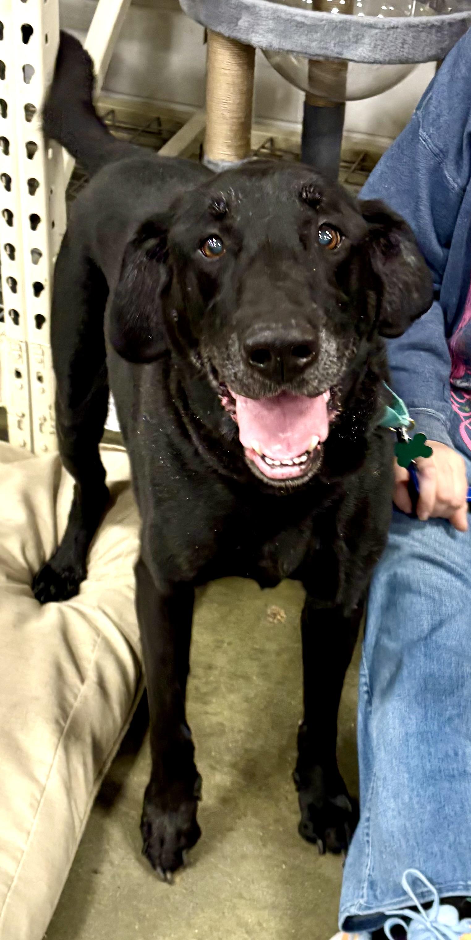 Chaz, ADOPTABLE, Adult Male Black Labrador Retriever.