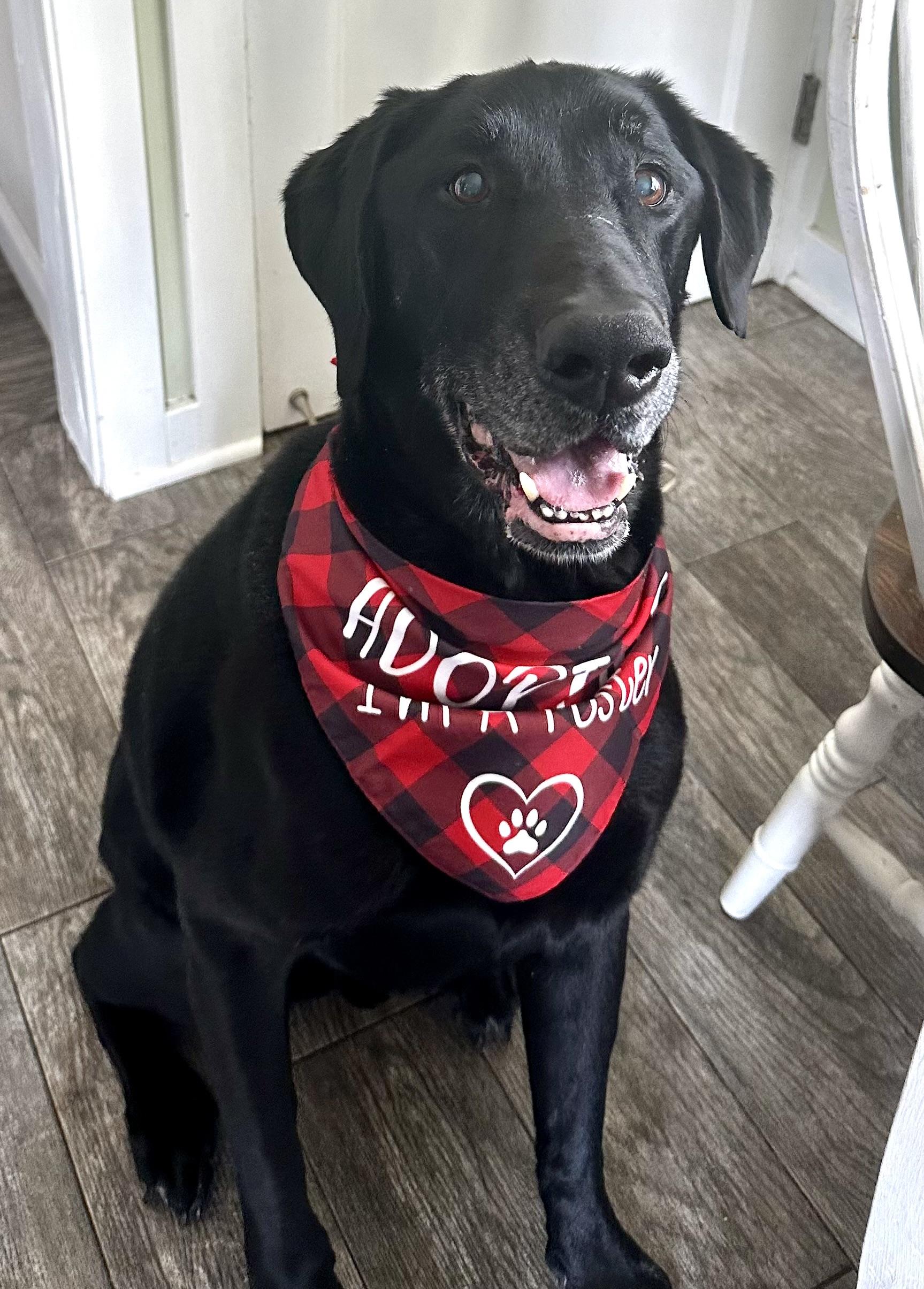 Chaz, ADOPTABLE, Adult Male Black Labrador Retriever.