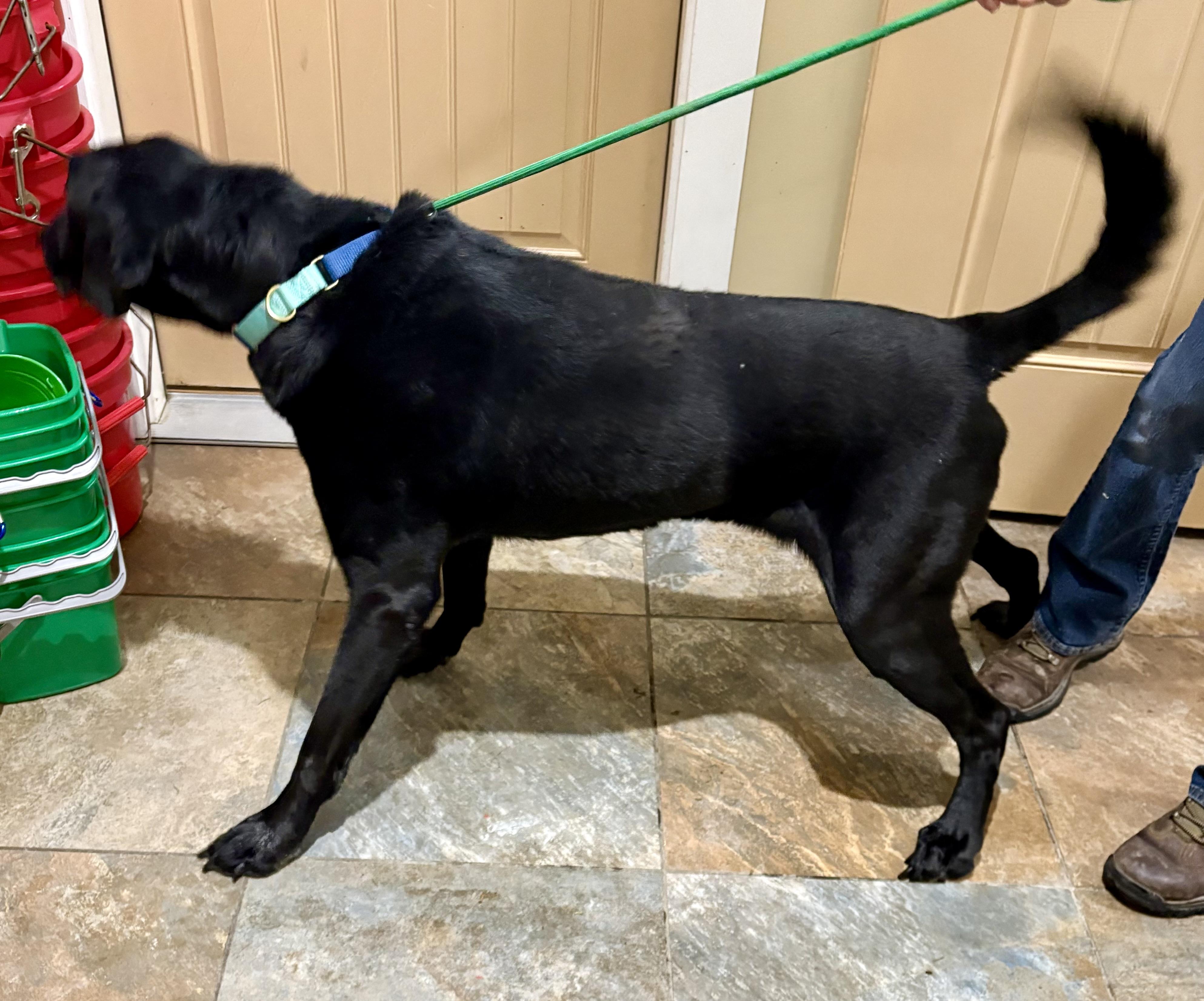 Chaz, a ADOPTABLE mixed breed in Warren, NJ image 4/4