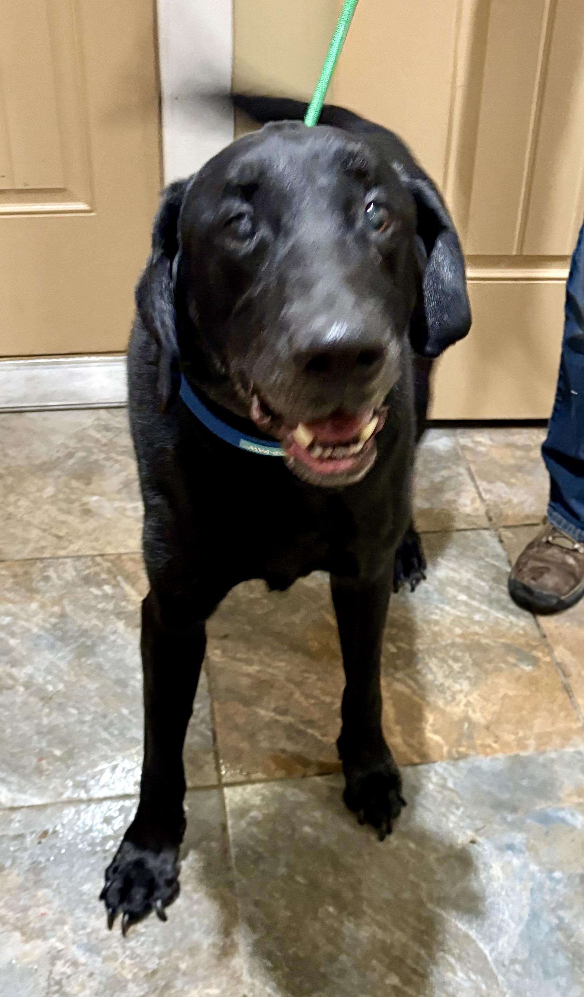 Chaz, a ADOPTABLE mixed breed in Warren, NJ image 3/4