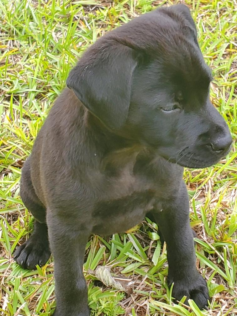 Enlarge Effie, an adopted mixed breed in Oxford, GA image 1/1