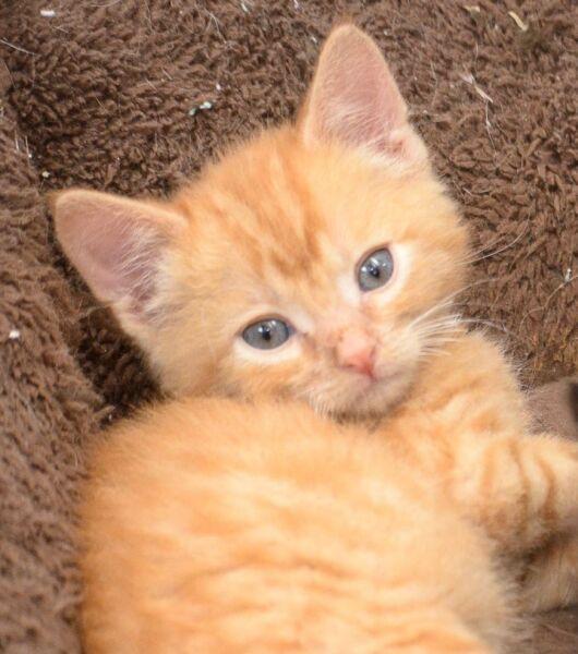 Peter, Adopted, Kitten Male Domestic Short Hair.