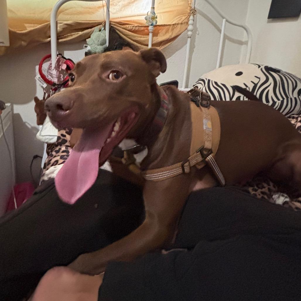 Enlarge *** Bruno, a Adoptable Pit Bull Terrier in Oceanside, CA image 2/3