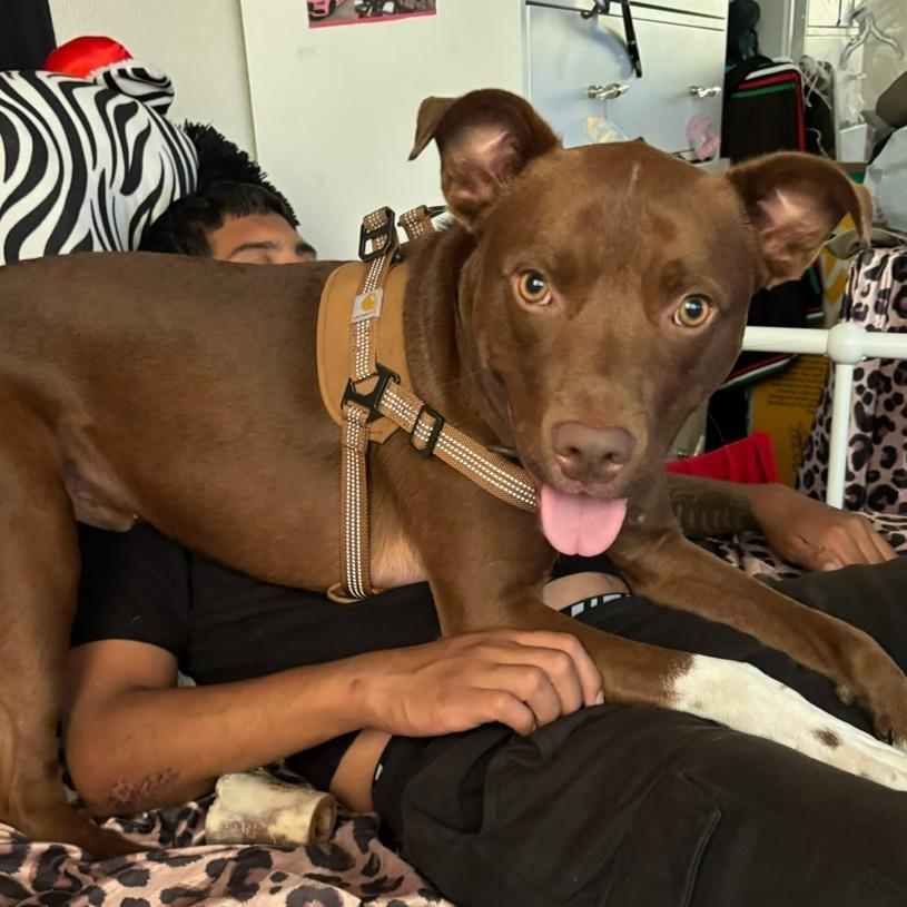 Enlarge *** Bruno, a Adoptable Pit Bull Terrier in Oceanside, CA image 3/3